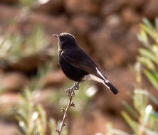 Image of Black Wheatear