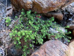 Image of bloodbell heath