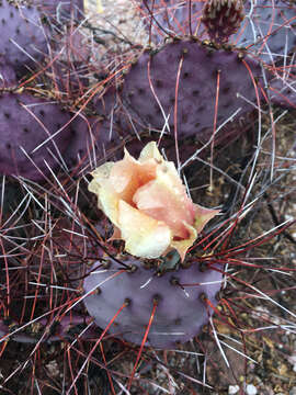 Image of Opuntia azurea var. diplopurpurea