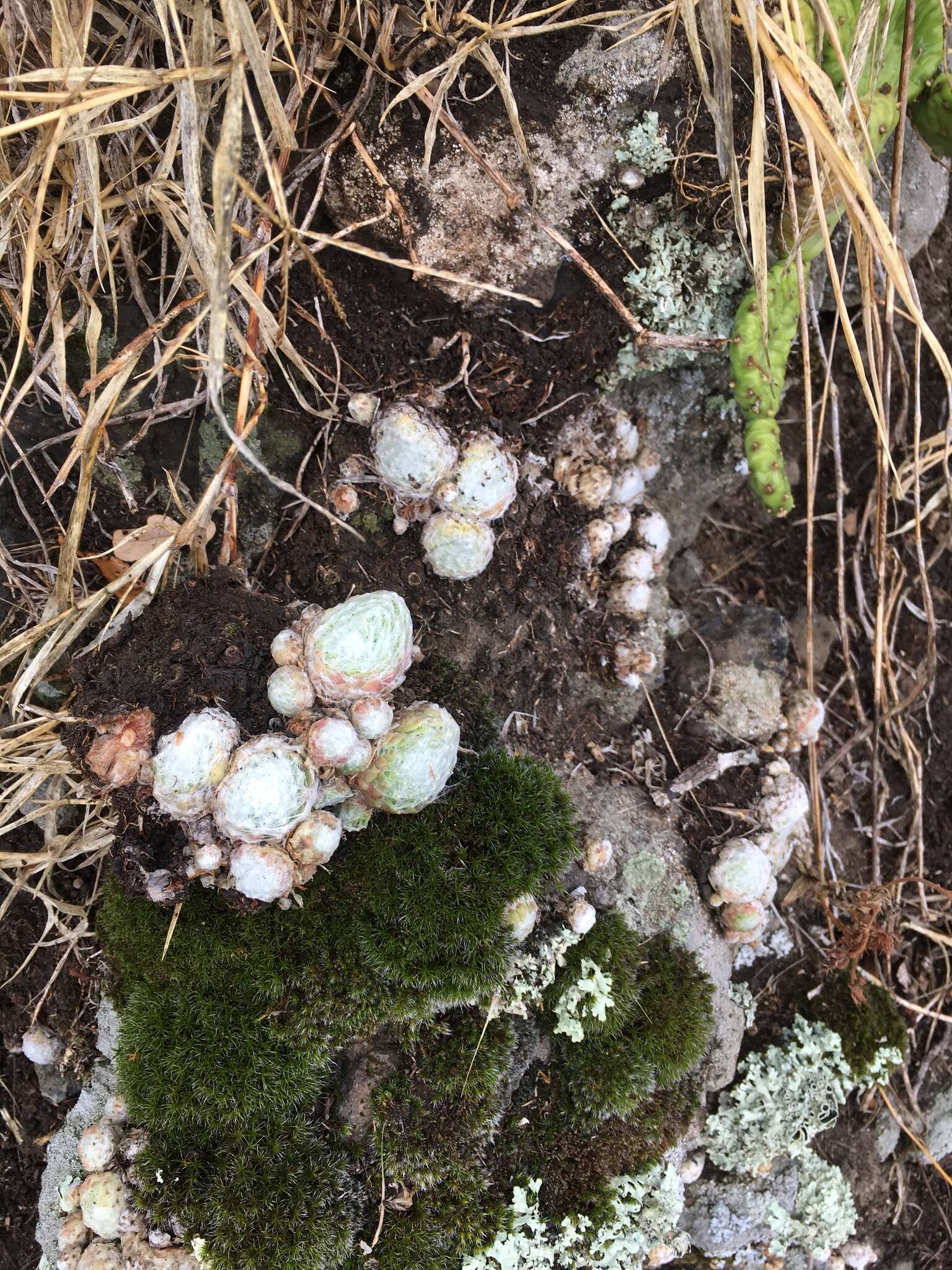 Image of Sempervivum arachnoideum subsp. tomentosum (C. B. Lehm. & Schnittspahn) Schinz & Thell.