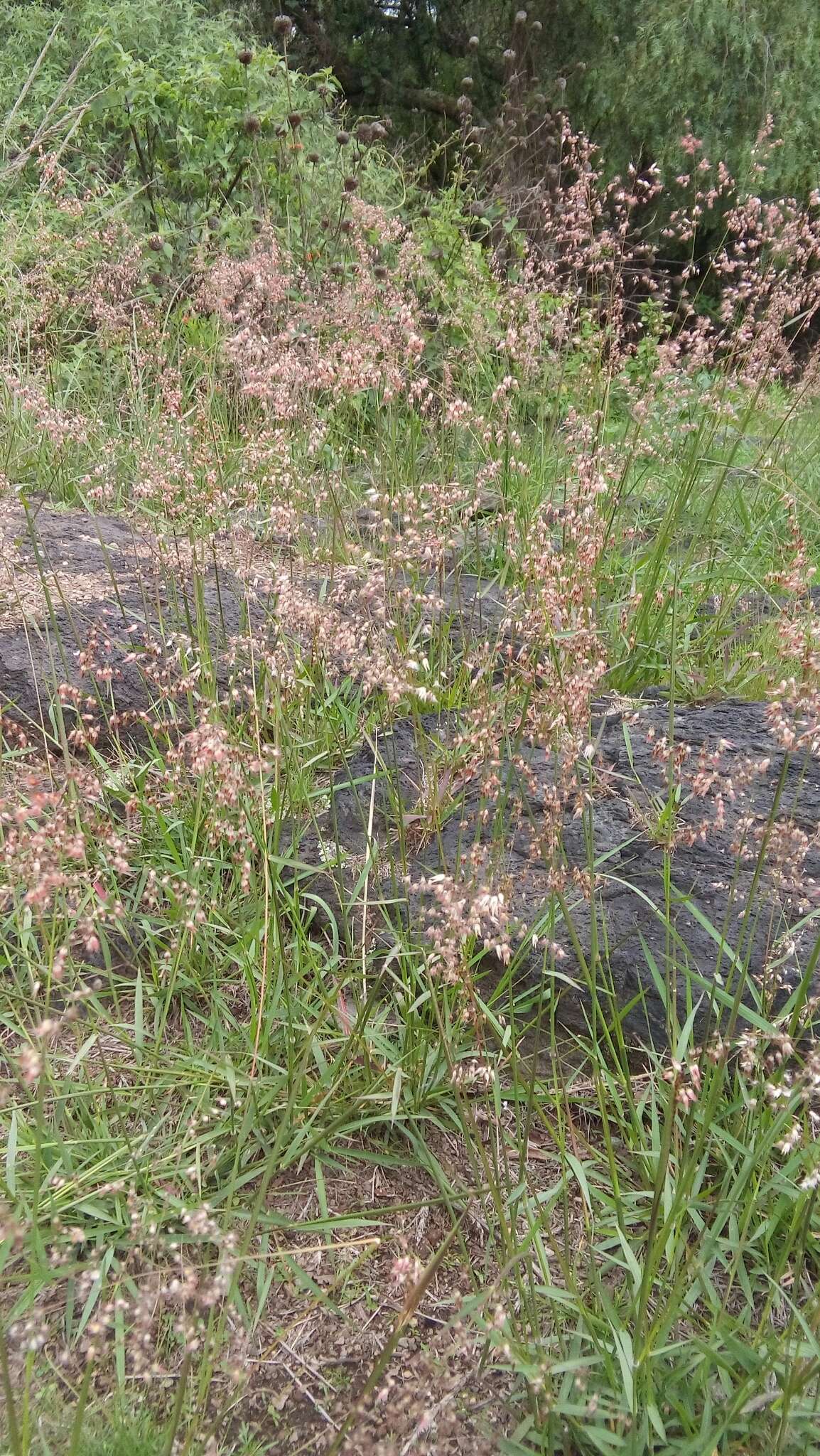 Image of Creeping Molasses Grass