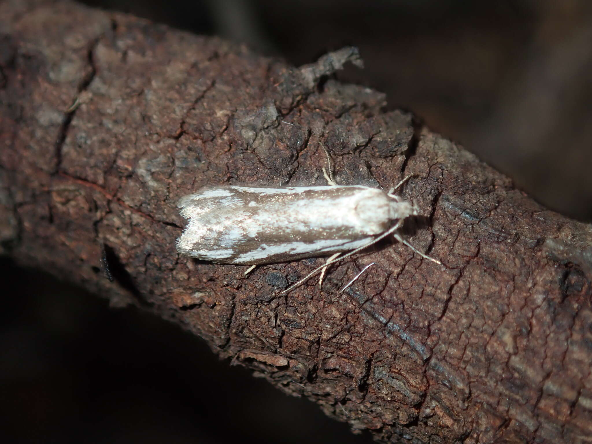 Image of Philobota glaucoptera Meyrick 1884