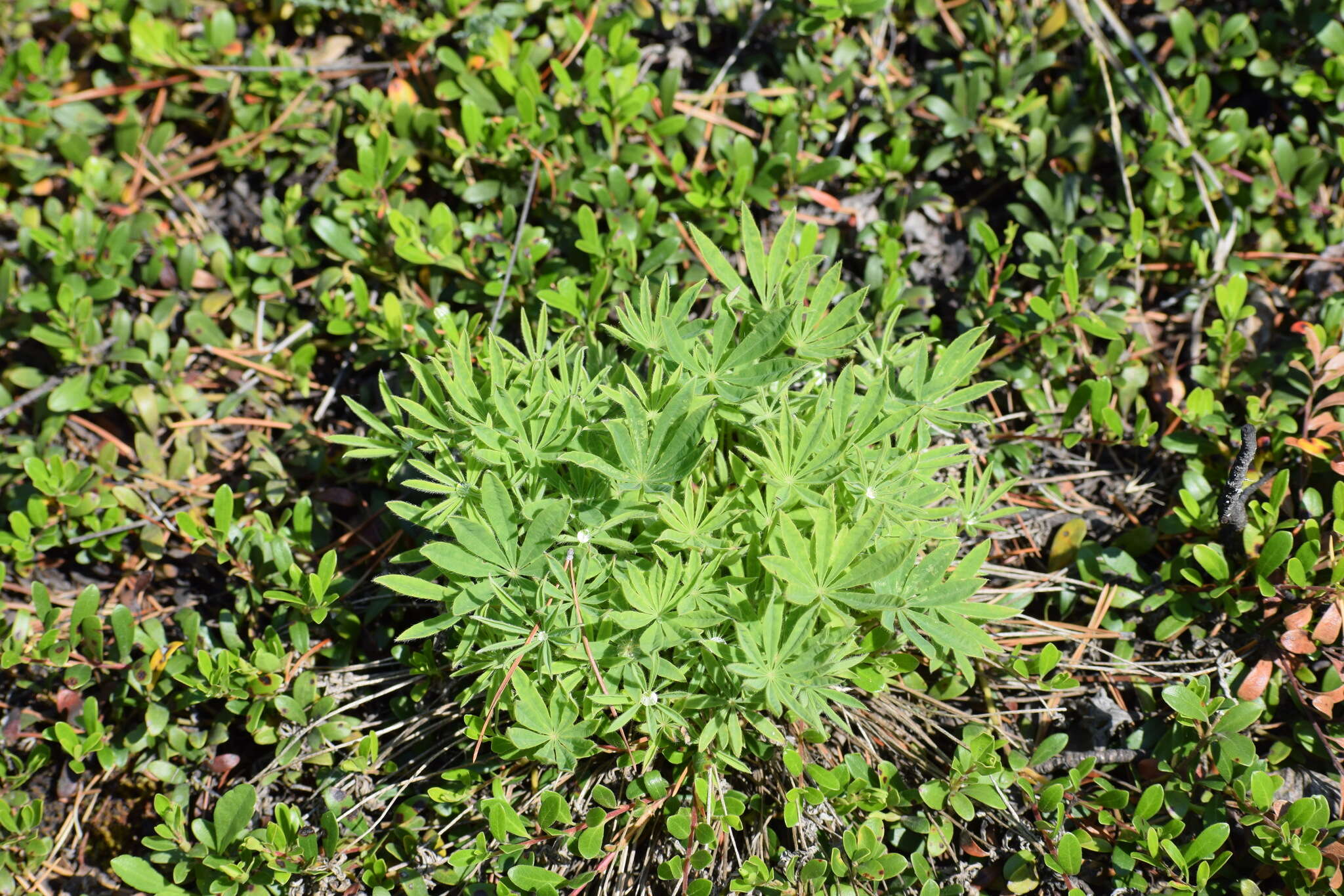 Image of arctic lupine