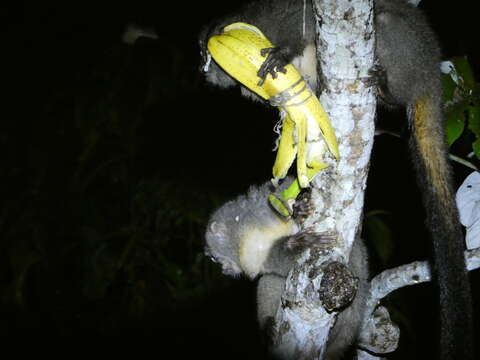 Image of Panamanian Night Monkey