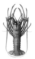 Image of Longlegged Spiny Lobster