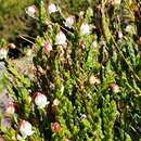 Image de Cassiope mertensiana subsp. californica