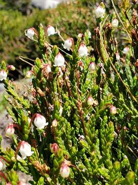 Imagem de Cassiope mertensiana subsp. californica