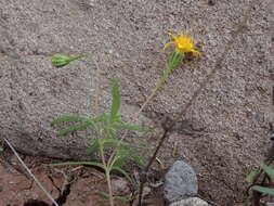 Image of Rusby's chinchweed