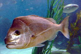 Image of Bream