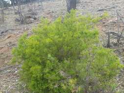 Image of Grevillea rosmarinifolia A. Cunn.