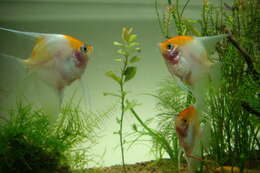 Image of freshwater angelfish