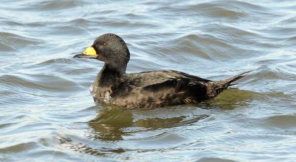 Image of American Scoter