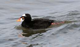 Image of scoter