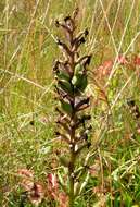 Image of Heath spotted orchid