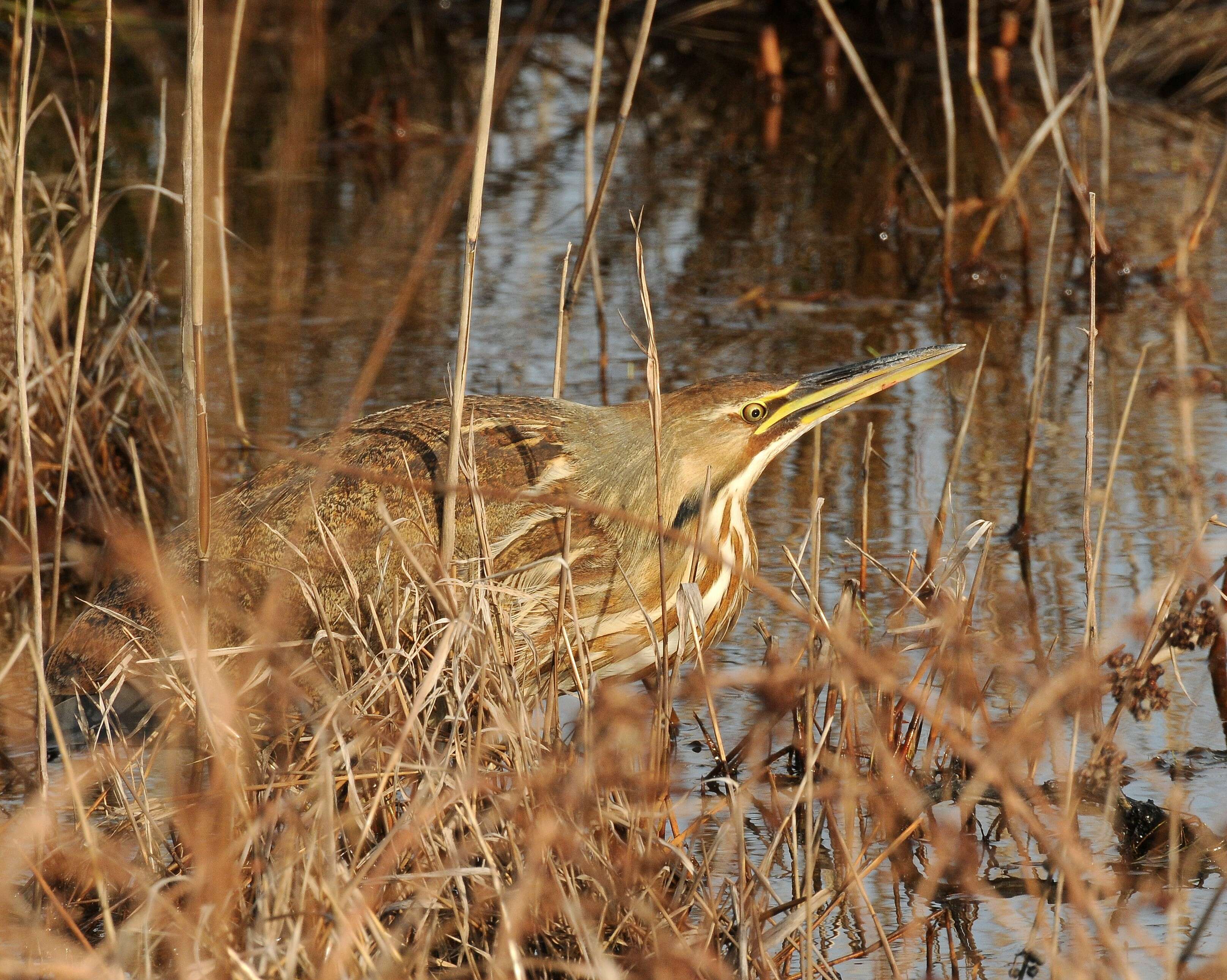 Image of American Bittern