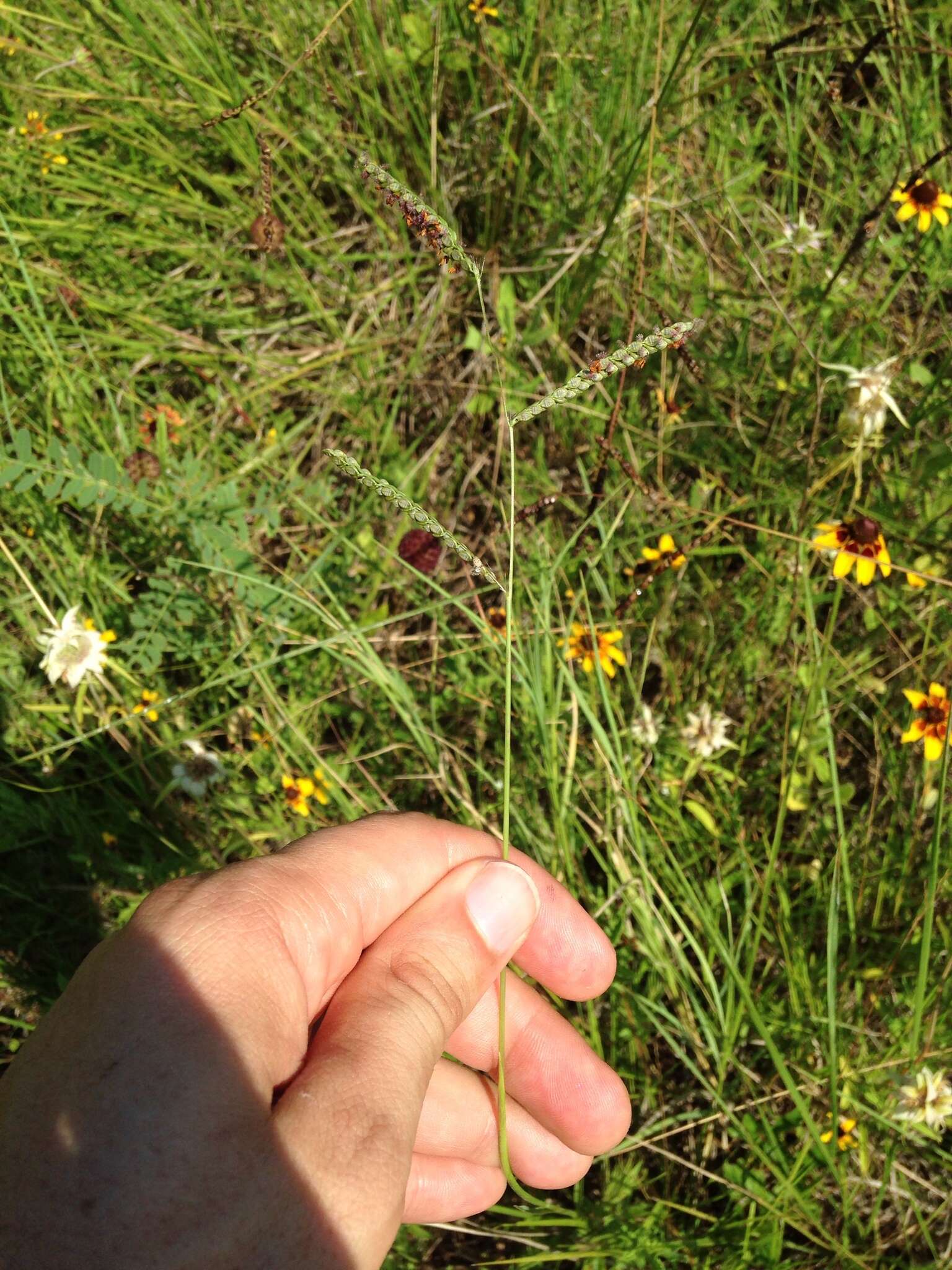 Imagem de Paspalum plicatulum Michx.