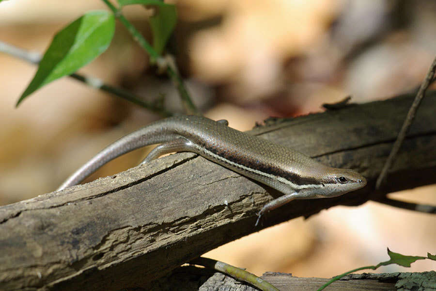 Слика од Trachylepis gravenhorstii (Duméril & Bibron 1839)