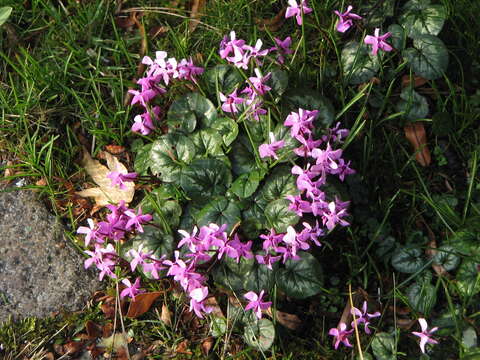 Image of Cyclamen coum Miller