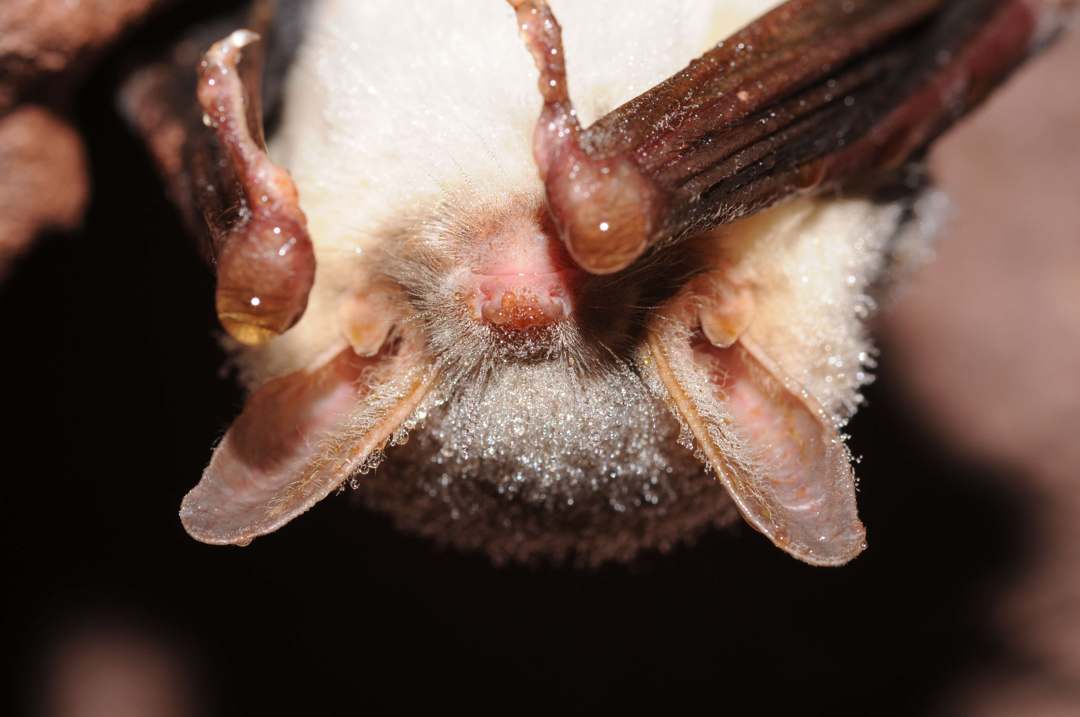 Image of Greater Mouse-eared Bat