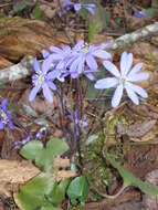 Plancia ëd Hepatica nobilis Schreb.