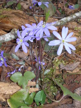 Plancia ëd Hepatica nobilis Schreb.