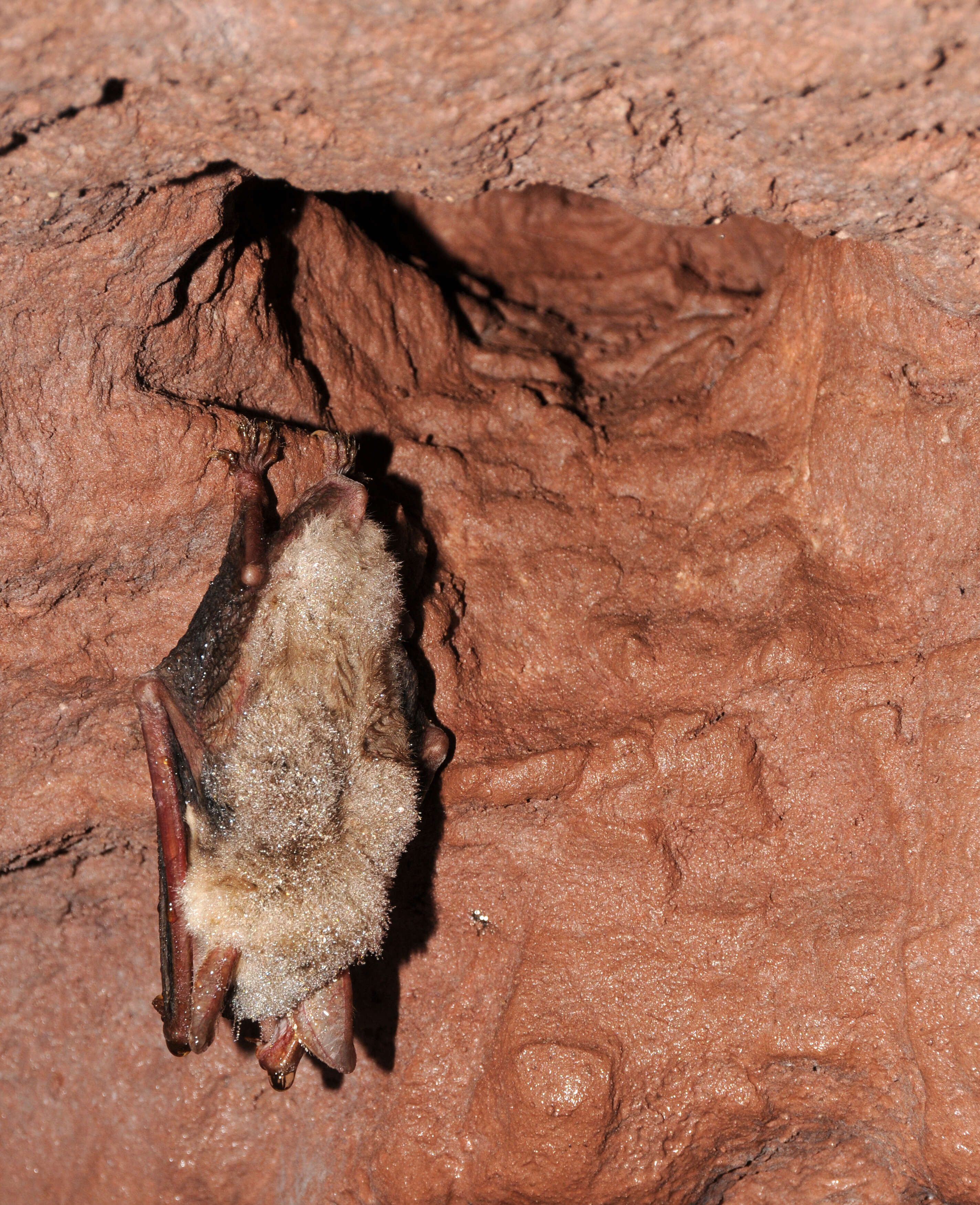 Image of Greater Mouse-eared Bat