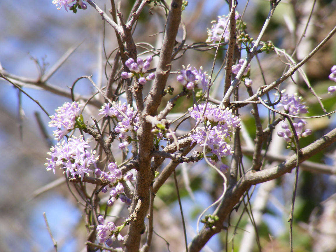 Image of Ehretia rigida subsp. nervifolia Retief & A. E. van Wyk