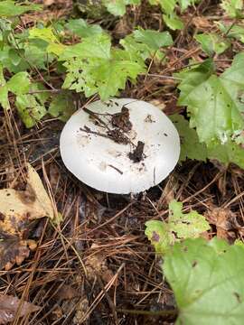 Image of Amanita subsolitaria (Murrill) Murrill 1941