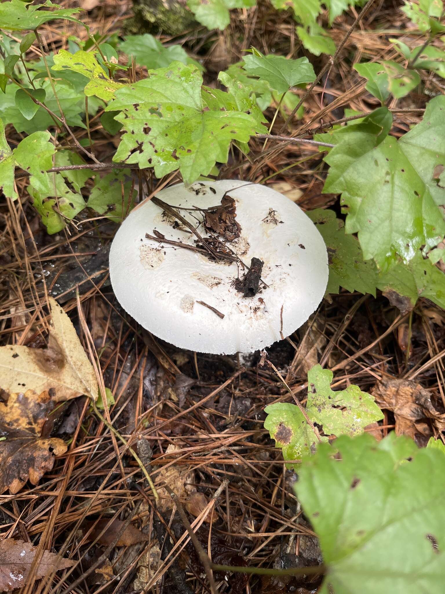 Plancia ëd Amanita subsolitaria (Murrill) Murrill 1941