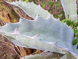 Image de Agave seemanniana Jacobi