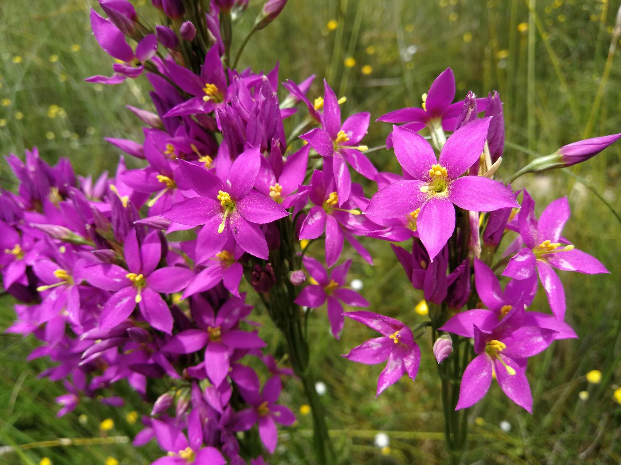 Image of Chironia krebsii Griseb.