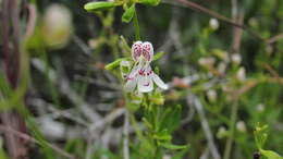 Imagem de Dicerandra frutescens Shinners