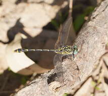 Image of Austrogomphus australis Selys 1854