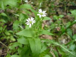 Image of wood stitchwort