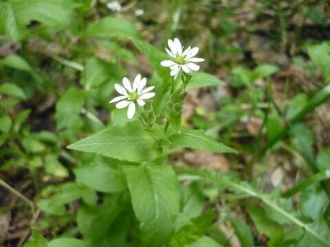 Image of wood stitchwort