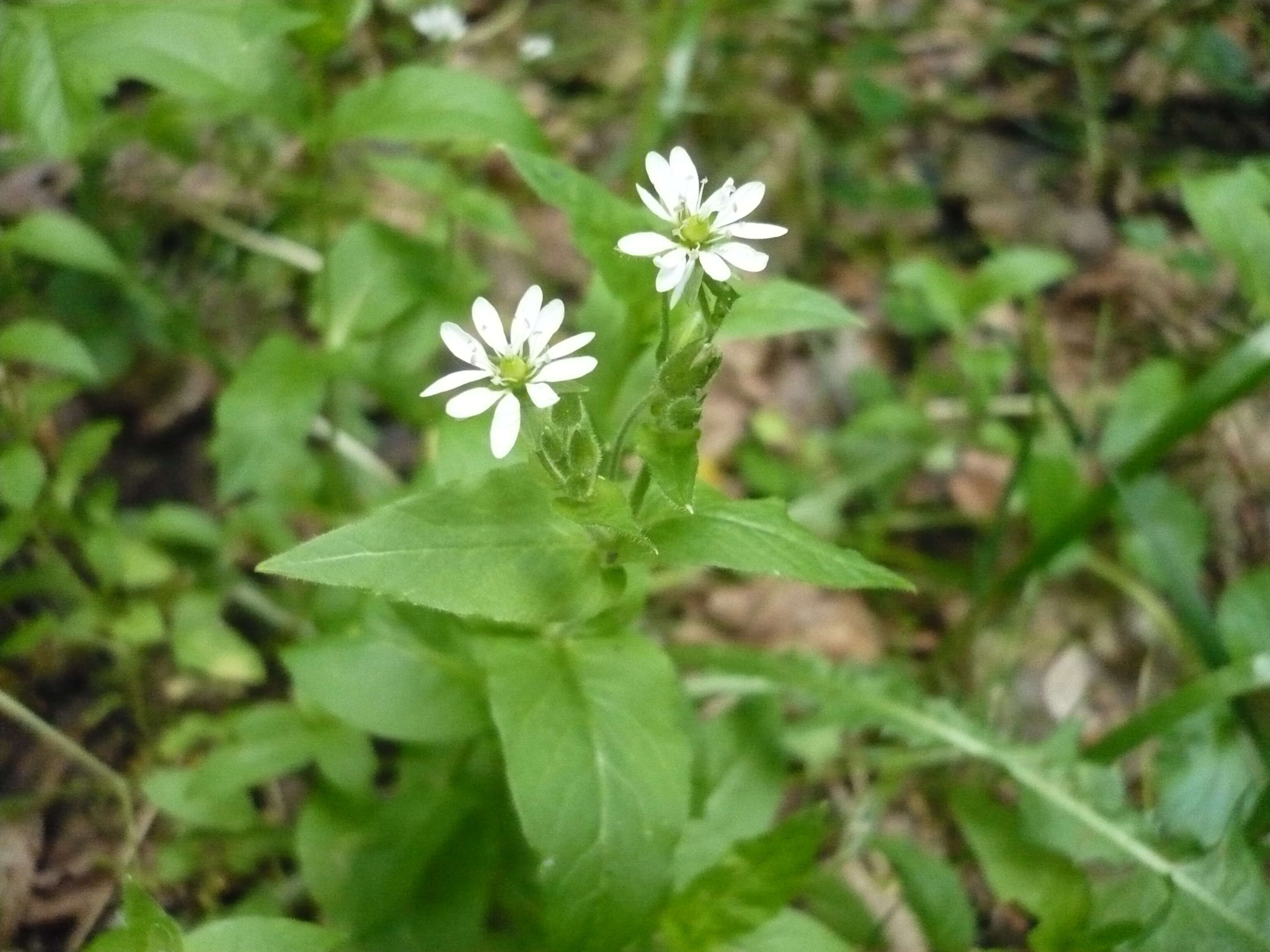 Image of wood stitchwort