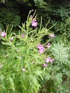 Image of Great Willowherb