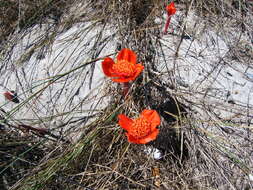 Imagem de Haemanthus pubescens L. fil.