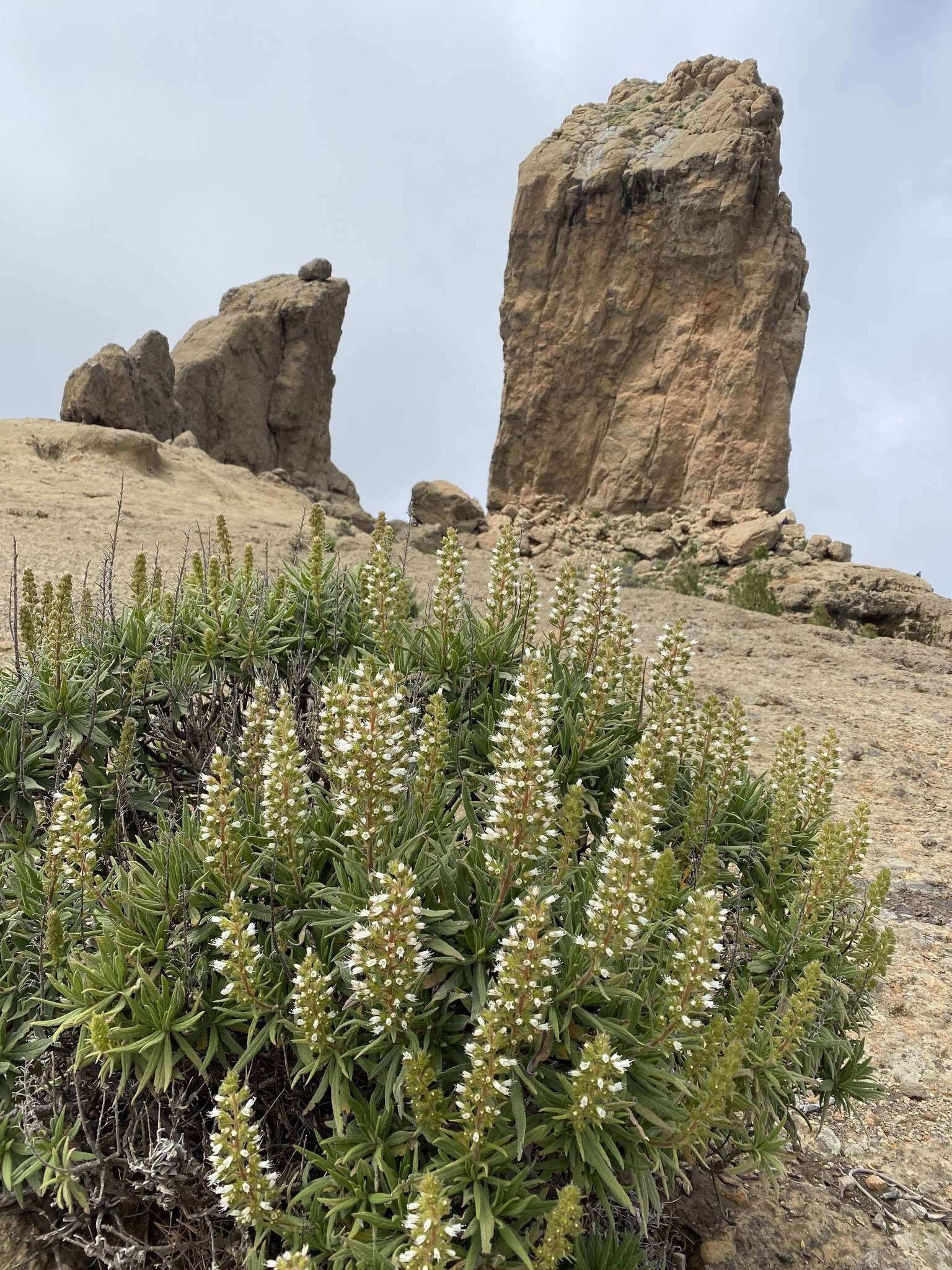 Echium onosmifolium Webb & Berth.的圖片