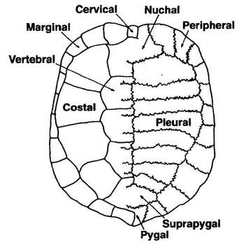 Image of Pseudemydura