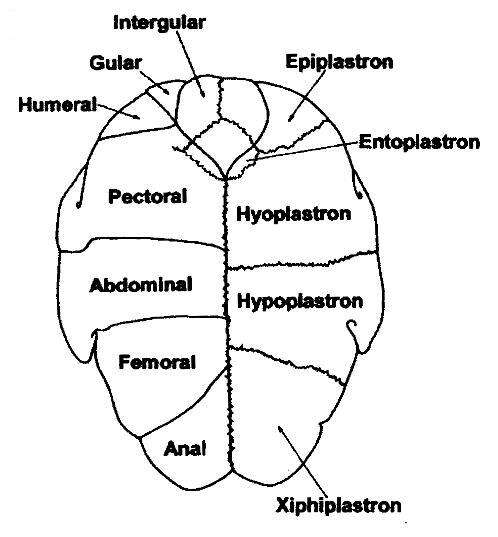 Image of Pseudemydura