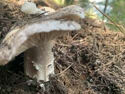 Image of Tricholoma vernaticum Shanks 1996