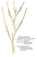 Image of Eelgrass