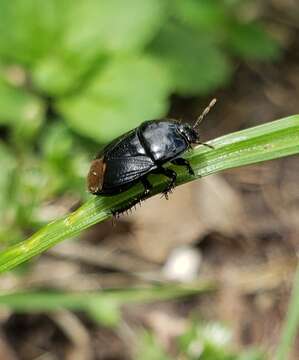 Image of Burrower bug