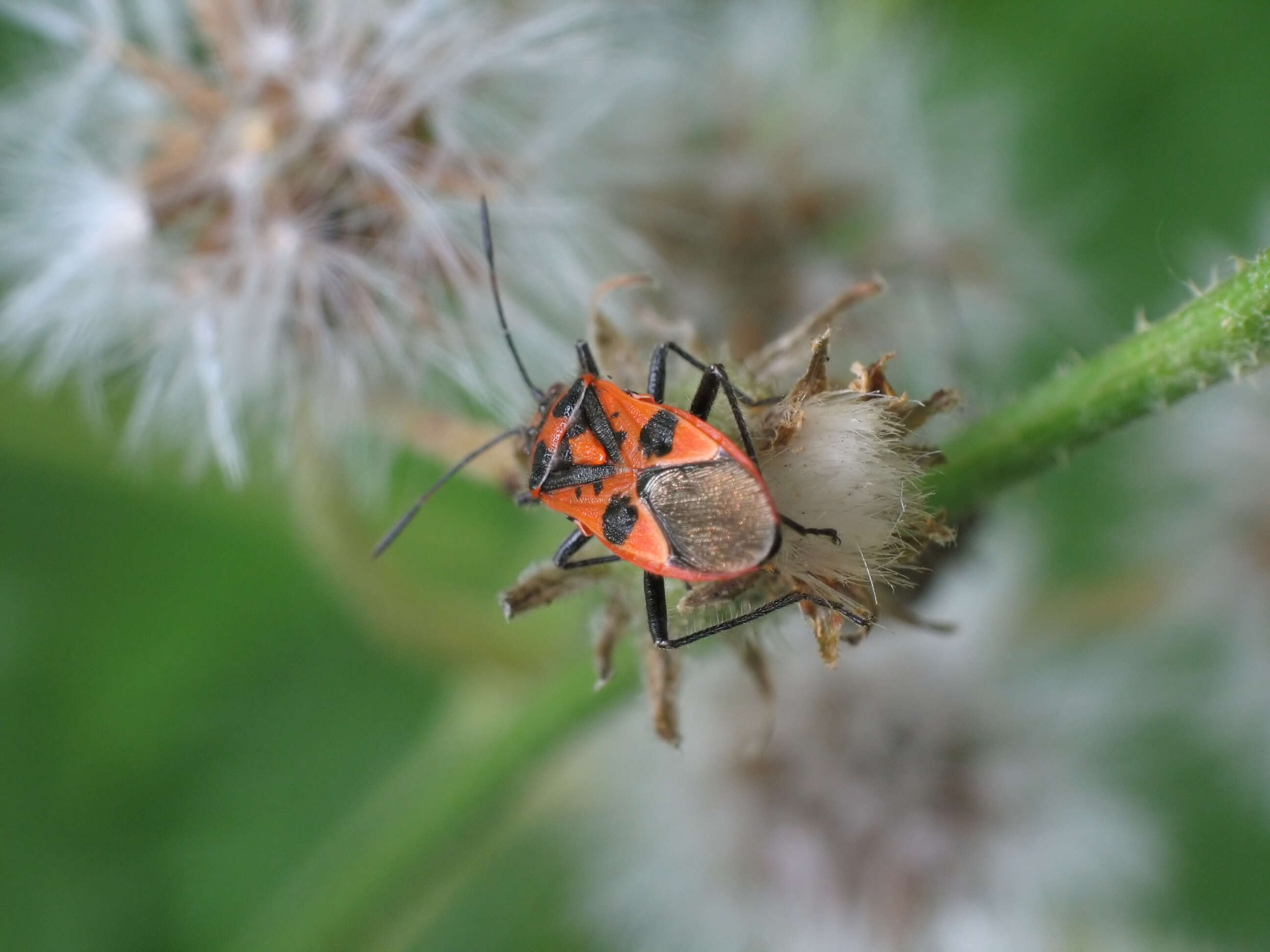 Image of black & red squash bug