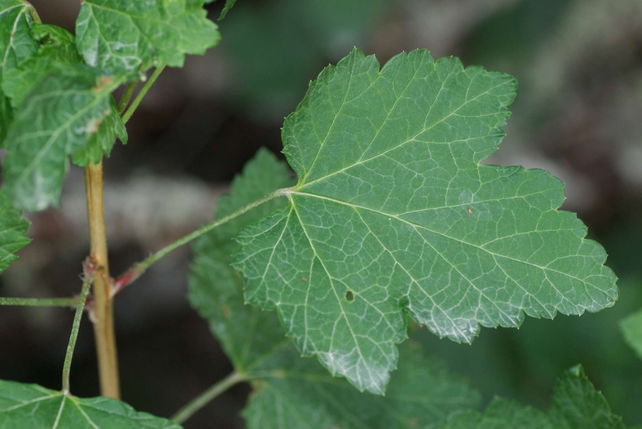 Imagem de Ribes uva-crispa L.