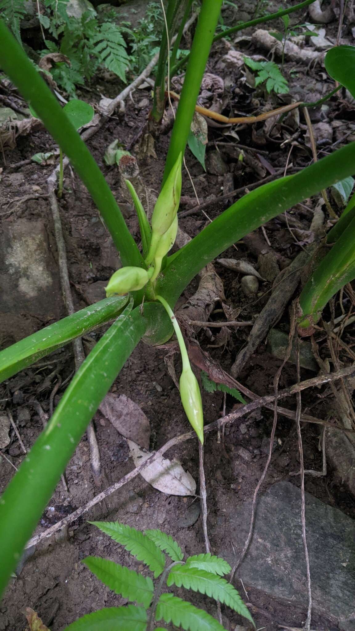 Image of Homalomena philippinensis Engl.