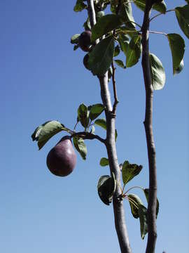 Plancia ëd Pyrus communis L.