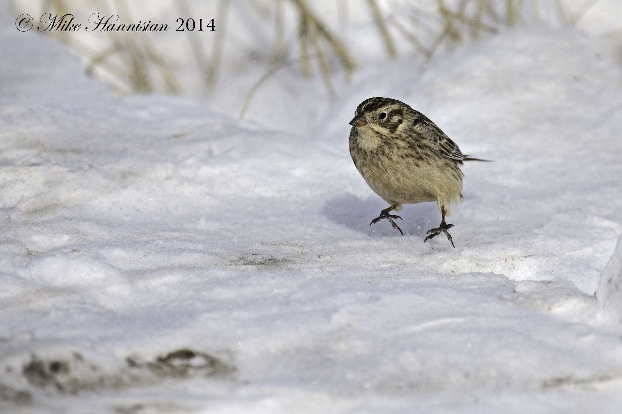 Image of Smith's Longspur