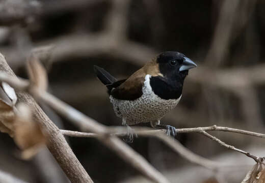 Image of Black-faced Munia